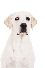 Image showing Labrador Retriever