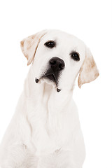 Image showing Labrador Retriever