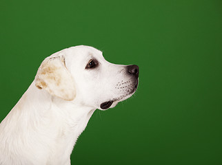 Image showing Labrador Retriever