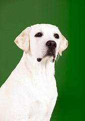 Image showing Labrador Retriever