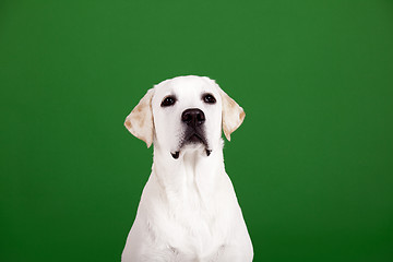 Image showing Labrador Retriever