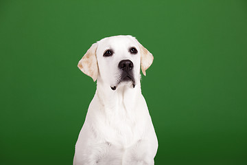 Image showing Labrador Retriever