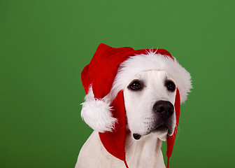 Image showing Christmas Dog