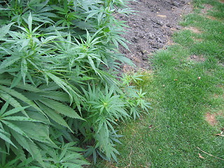 Image showing weed plant