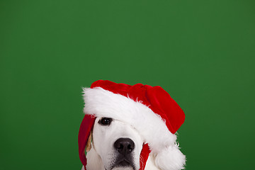 Image showing Christmas Dog