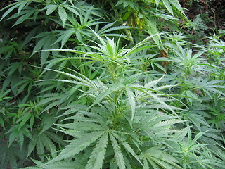 Image showing weed plant