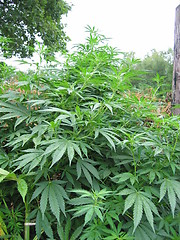 Image showing weed plant