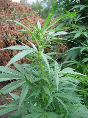 Image showing weed plant