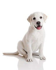 Image showing Labrador puppy