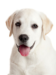 Image showing Labrador puppy