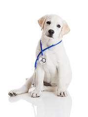 Image showing Veterinarian dog