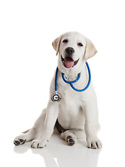 Image showing Veterinarian dog