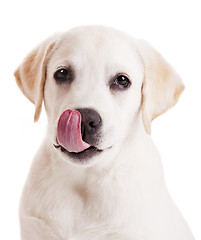 Image showing Labrador puppy