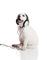 Image showing Dog listening to music