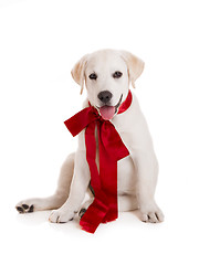 Image showing Labrador Retriever Puppy