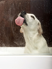 Image showing Licking the glass