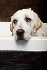 Image showing Wet Dog