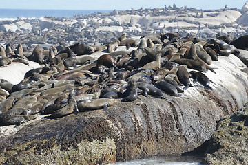 Image showing Sunning seals