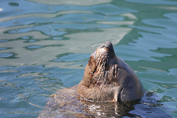 Image showing Sunning seal