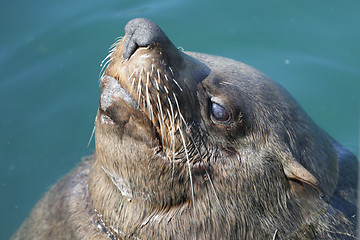 Image showing Sunning seal