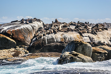 Image showing Sunning seals