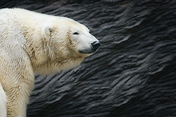 Image showing Polar Bear