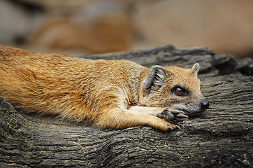 Image showing Mongoose