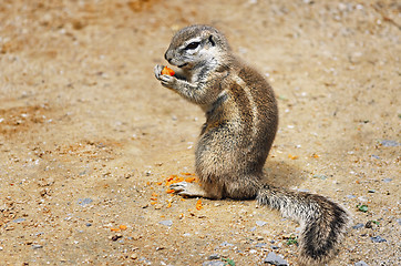 Image showing Ground Squirrel 