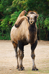 Image showing Camel