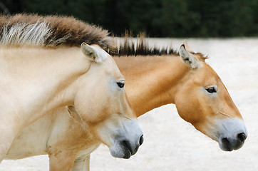 Image showing Przewalski Horse