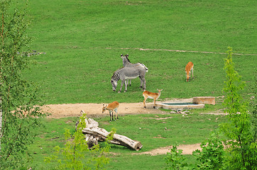 Image showing Hoofed Mammals