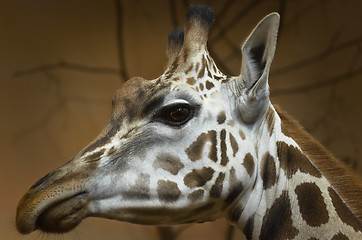 Image showing Giraffe