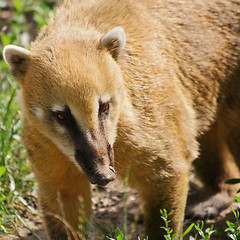 Image showing Coatimundi