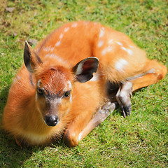 Image showing Young Deer