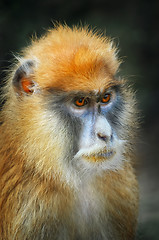 Image showing Patas Monkey