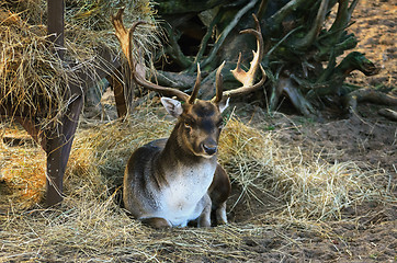 Image showing Deer