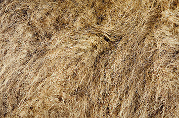 Image showing Camel's Hair