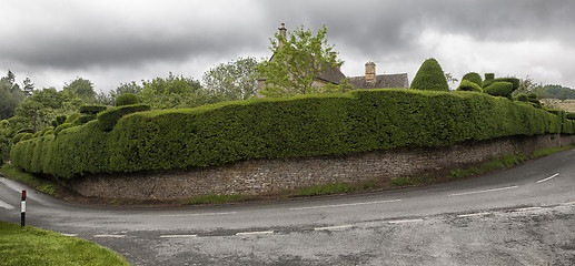 Image showing Old beautiful cut hedge