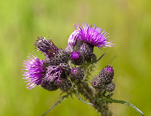 Image showing Marsh thistle