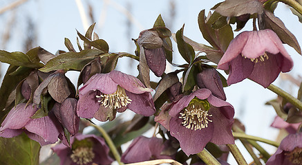 Image showing hellebores