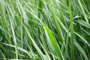 Image showing Green grass closeup
