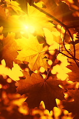 Image showing Branch of autumn maple foliage with sunlight