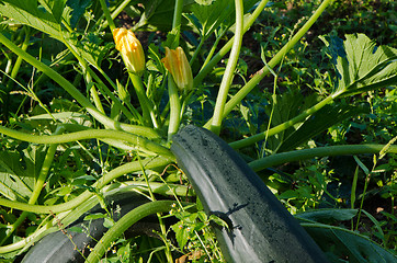 Image showing Zucchini blooms and big ripe fruits 
