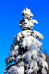Image showing Winter snowy fir