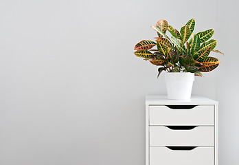 Image showing Bright plant and white drawer chest