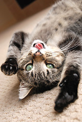 Image showing Playing kitten with tongue out