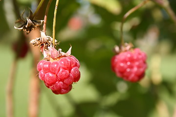 Image showing Rasberry