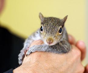 Image showing Baby squirrel