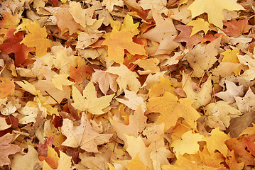 Image showing Maple leaves