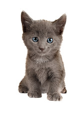 Image showing Blue Eyed Grey Kitten on White